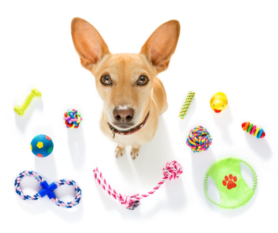 5-eco-friendly-dog-toy-brands-in-the-uae-pawznread